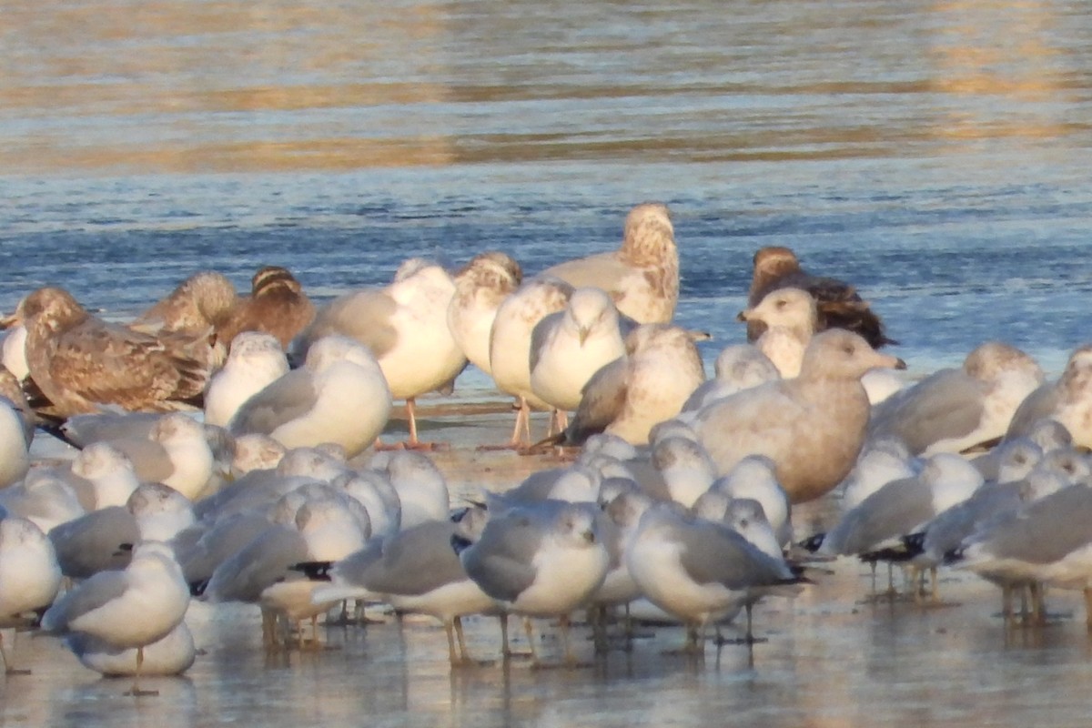 Glaucous Gull - ML611546029