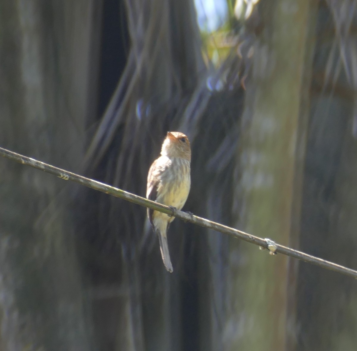 Bran-colored Flycatcher - ML611546036