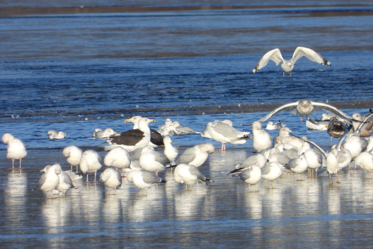 Great Black-backed Gull - ML611546061