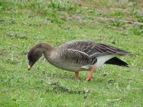 Oca granaiola della tundra - ML611546078