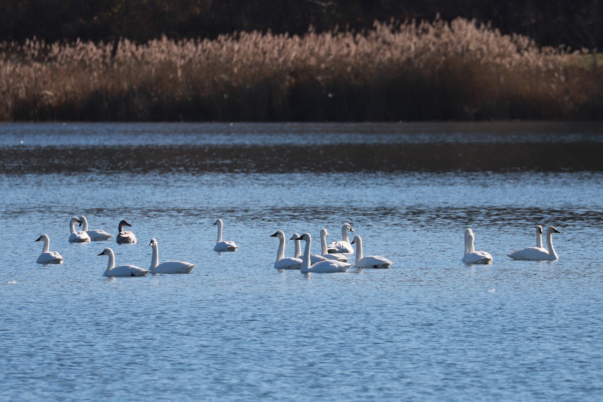 Tundra Swan - ML611546192