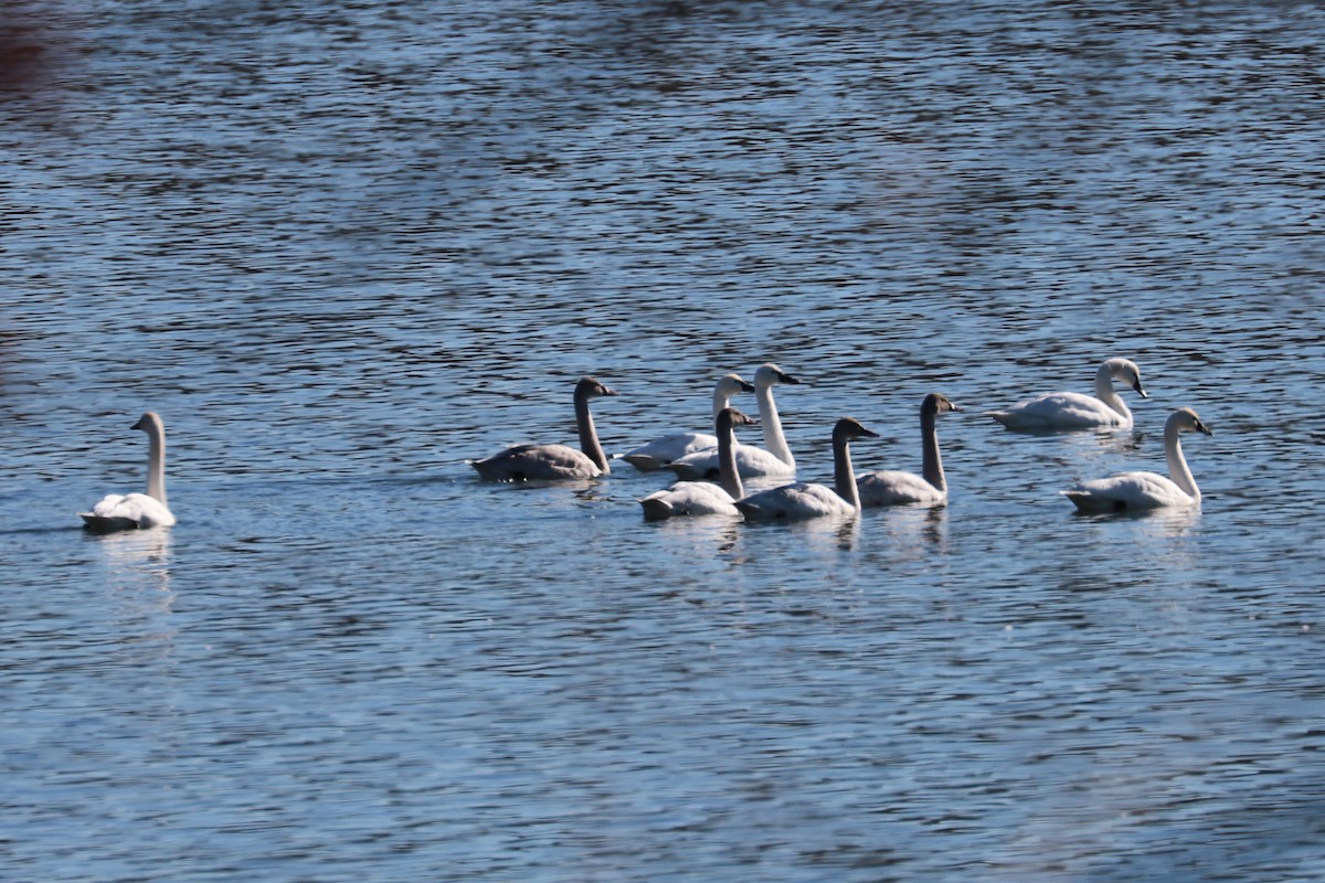 Tundra Swan - ML611546194