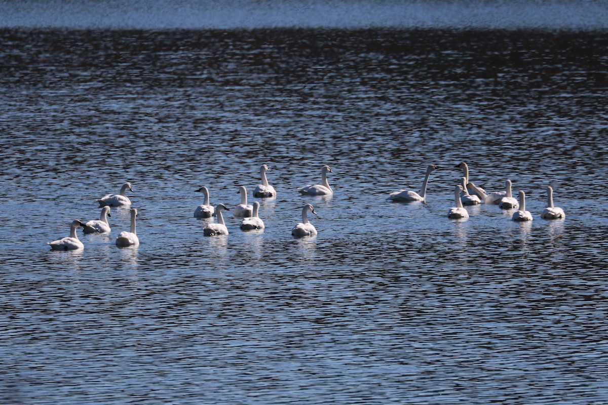 Tundra Swan - ML611546195