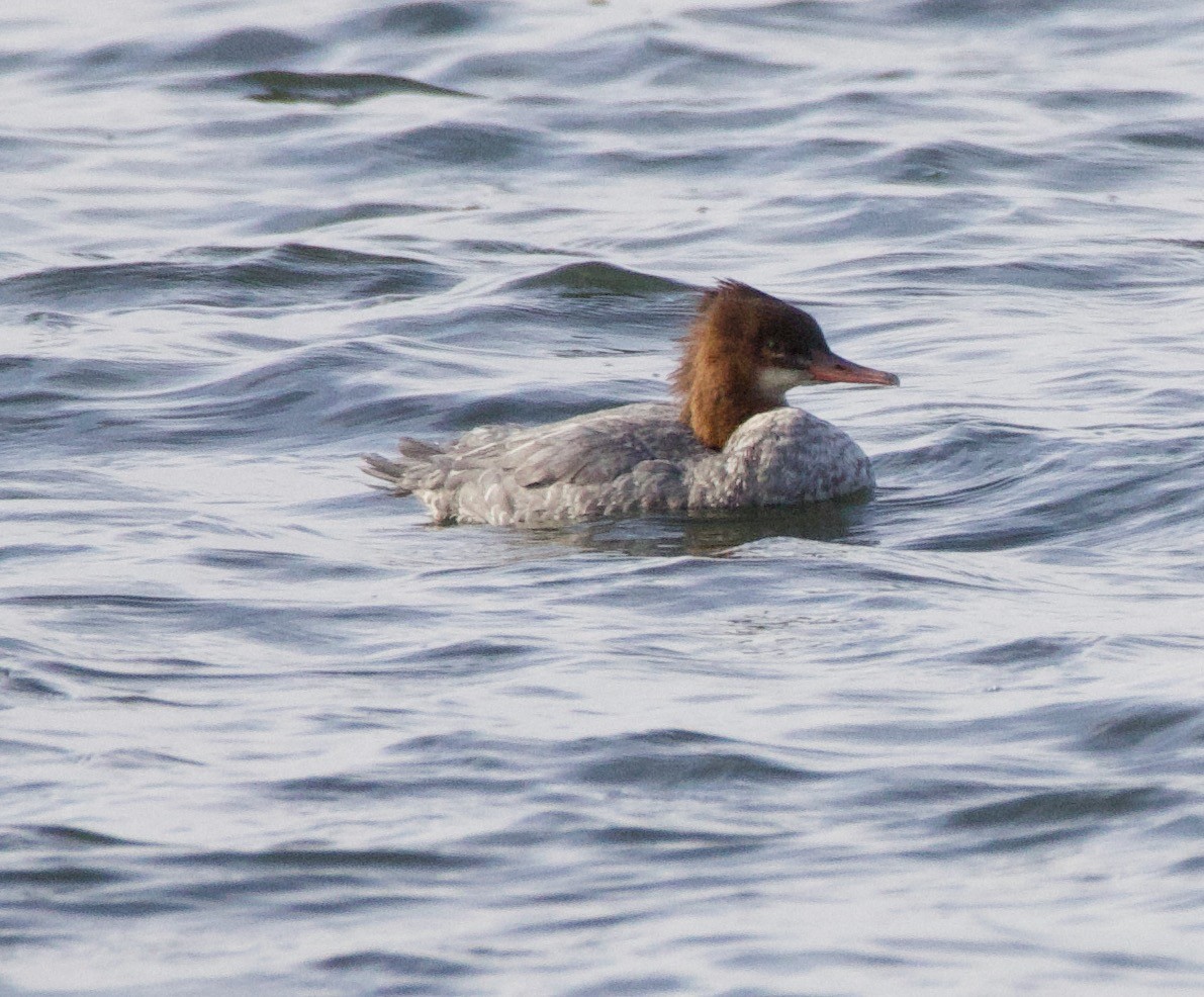 Common Merganser - Michael Yellin