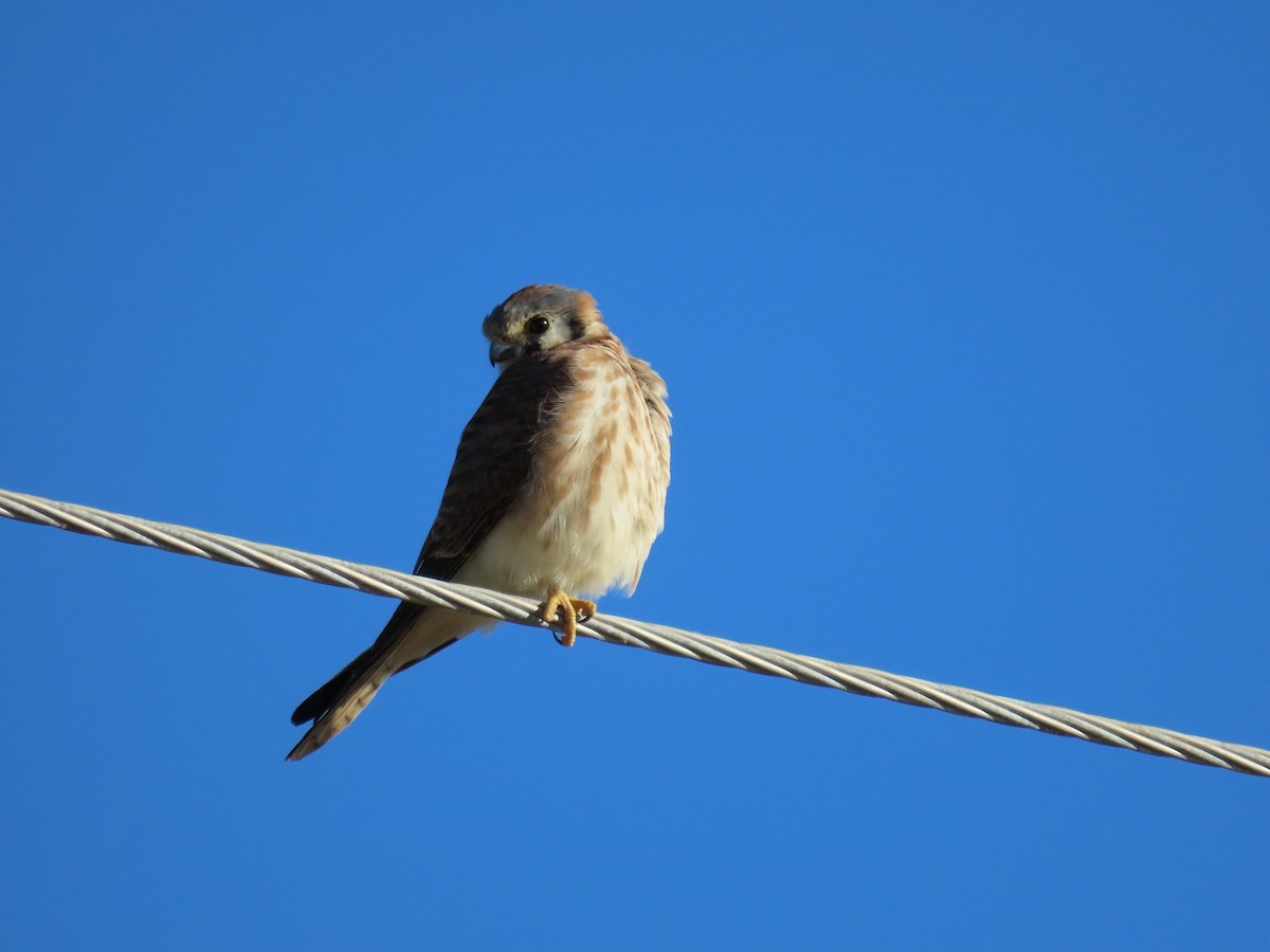 American Kestrel - ML611546360