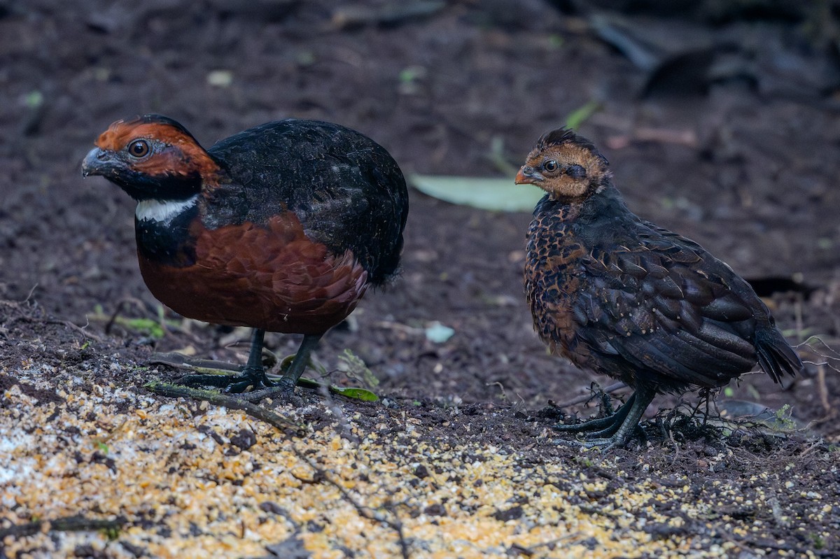 Rufous-fronted Wood-Quail - Jamie Jacob 🦅