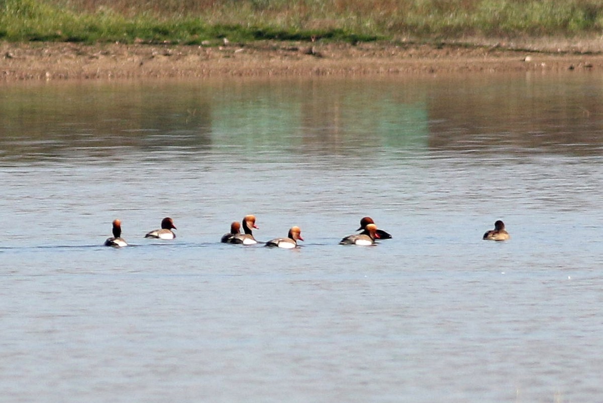 Red-crested Pochard - Miguel García