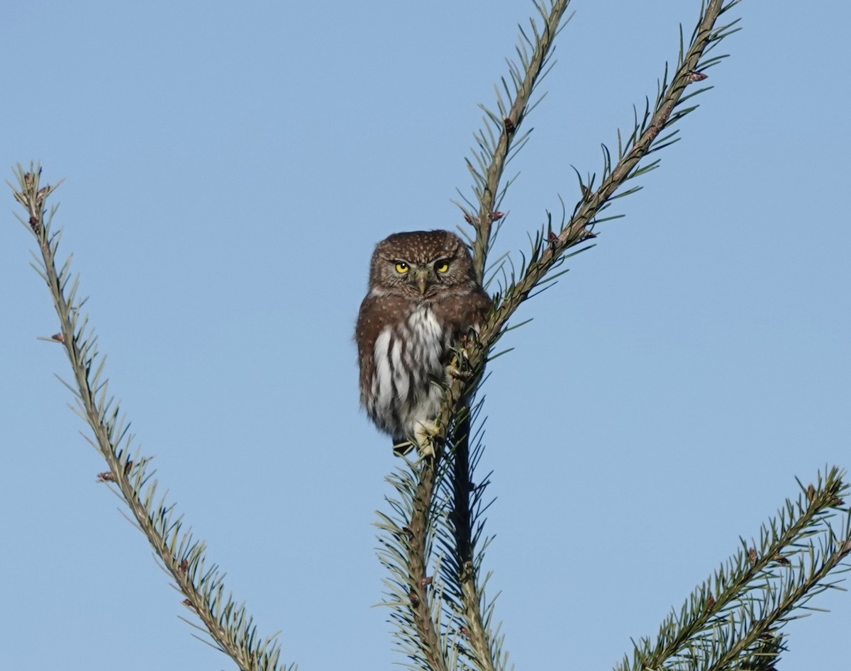 Northern Pygmy-Owl - ML611546388