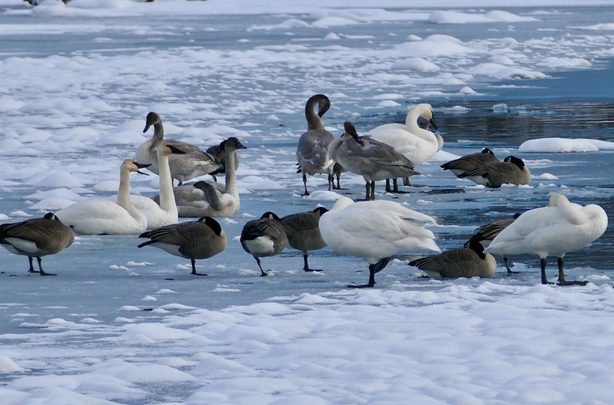 Trumpeter Swan - Jim St Laurent