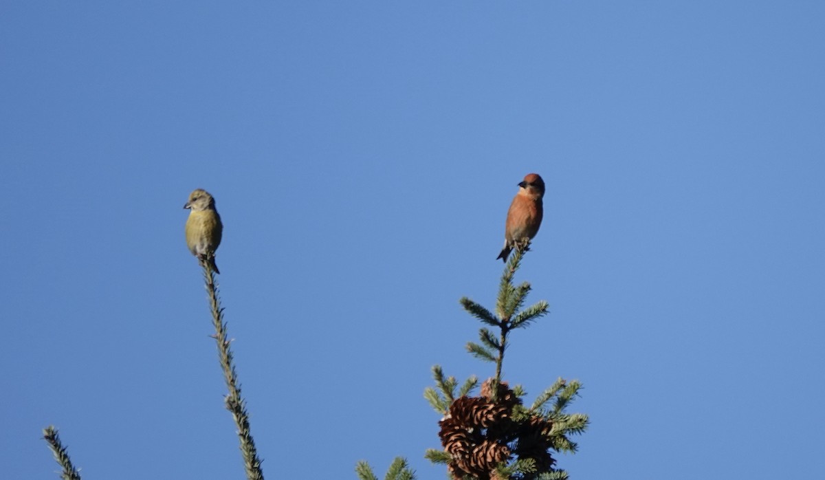 Bec-croisé des sapins - ML611546432