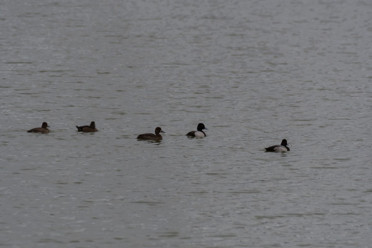 Lesser Scaup - ML611546507