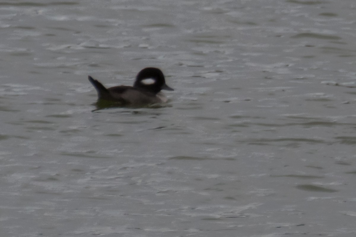 Bufflehead - Gabrielle Harrison