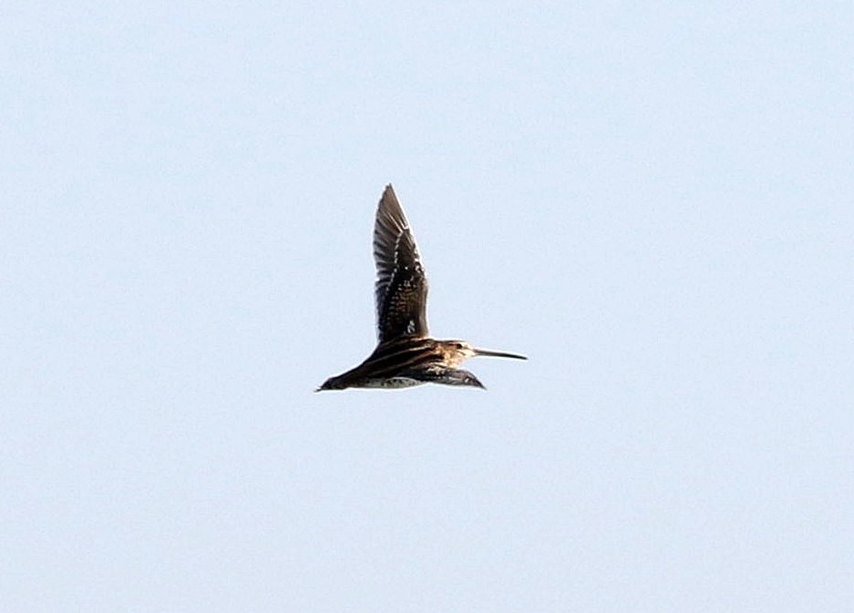 Common Snipe - Miguel García