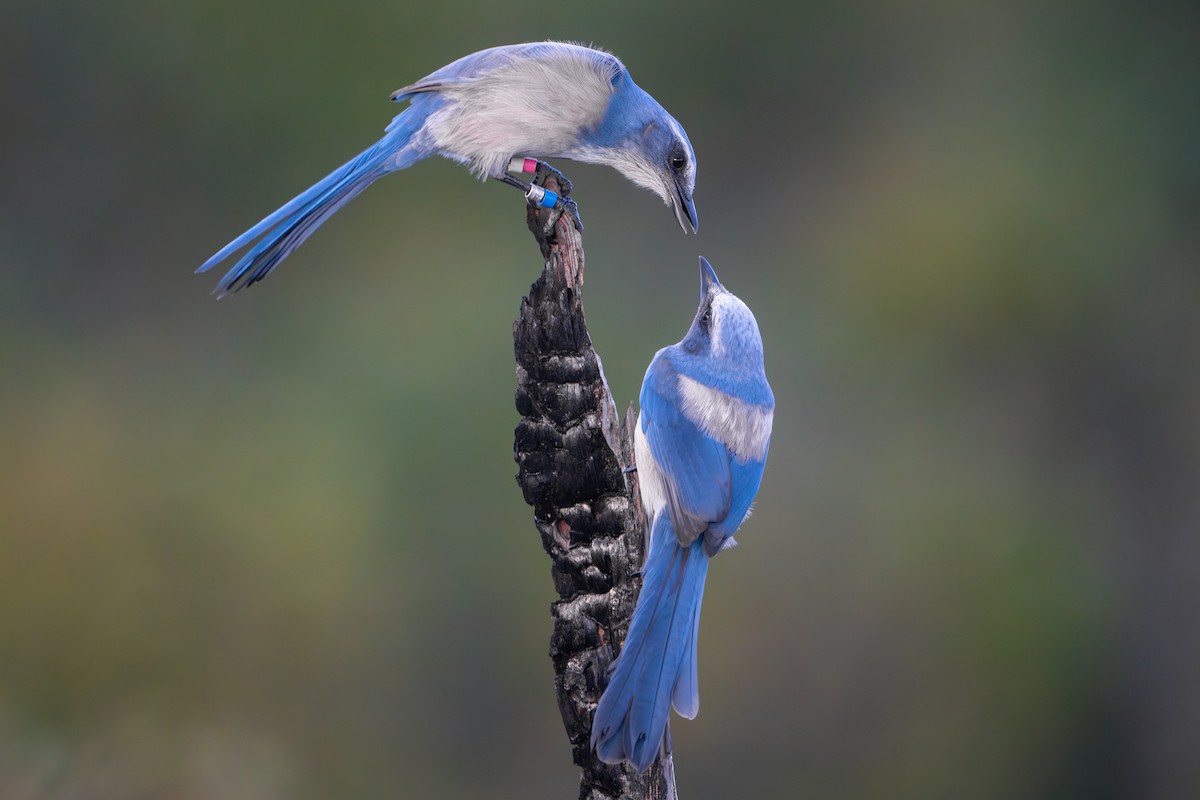 Florida Scrub-Jay - ML611546565