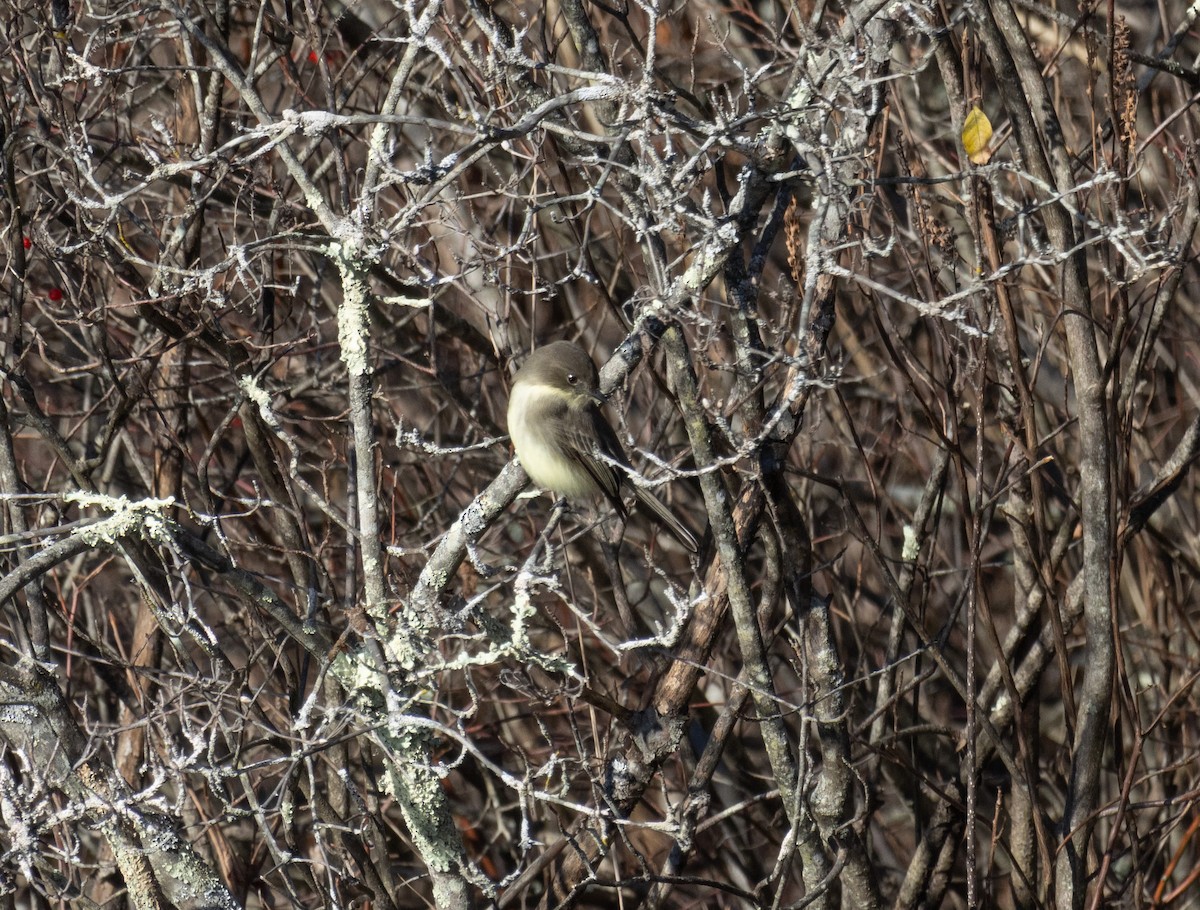 Eastern Phoebe - ML611546605