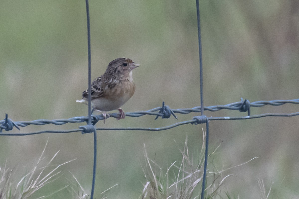 Grasshopper Sparrow - ML611546629
