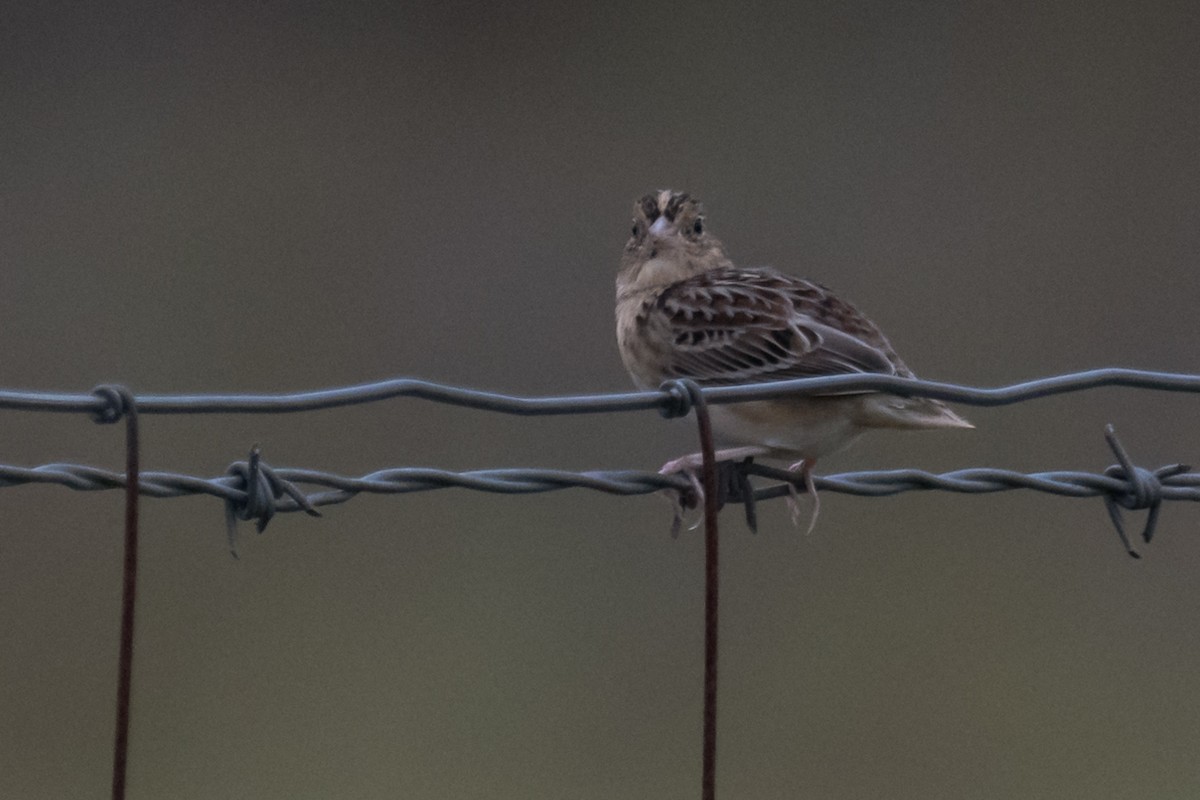 Grasshopper Sparrow - ML611546630