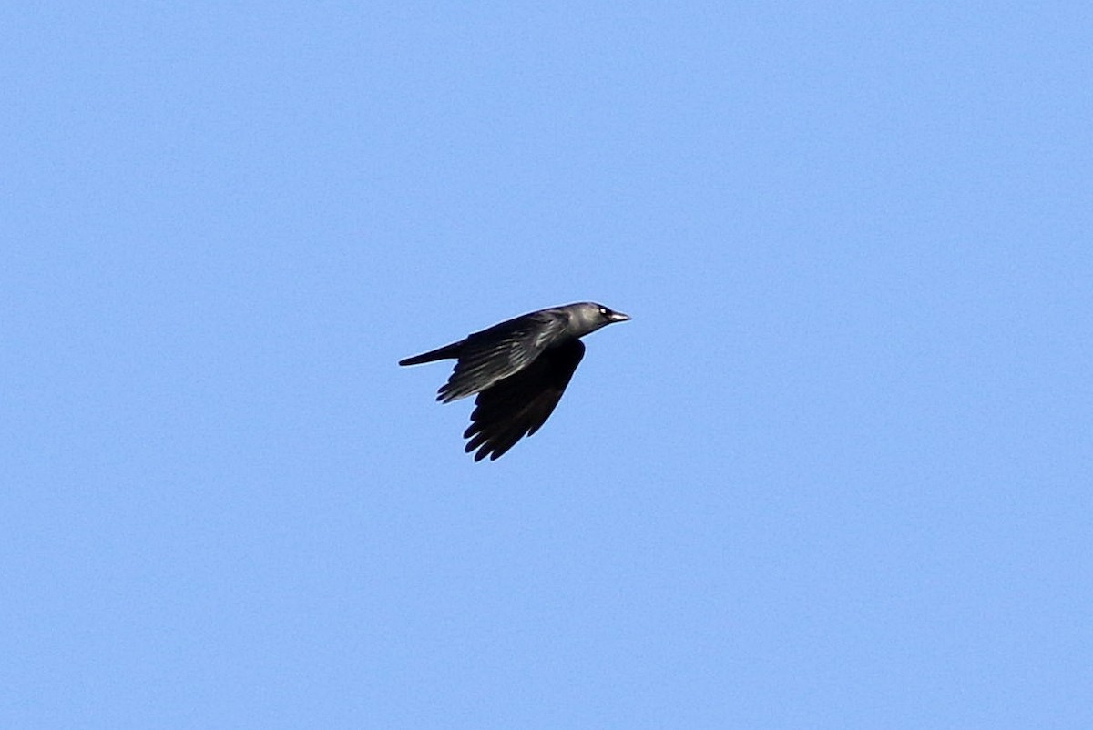 Eurasian Jackdaw - ML611546693