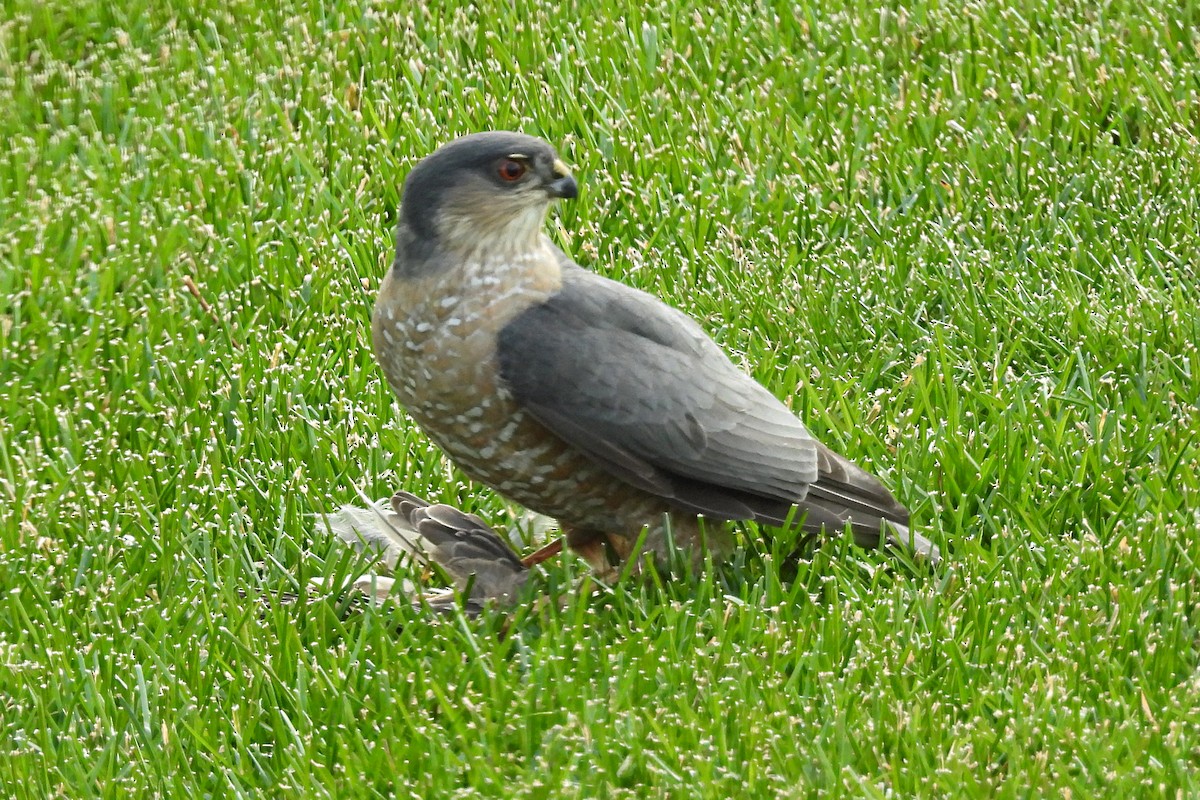 Sharp-shinned Hawk - ML611546723