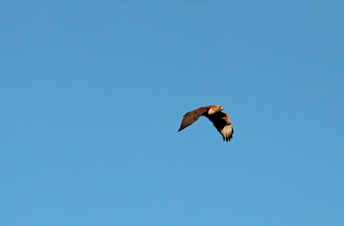 Red-tailed Hawk - ML611546760