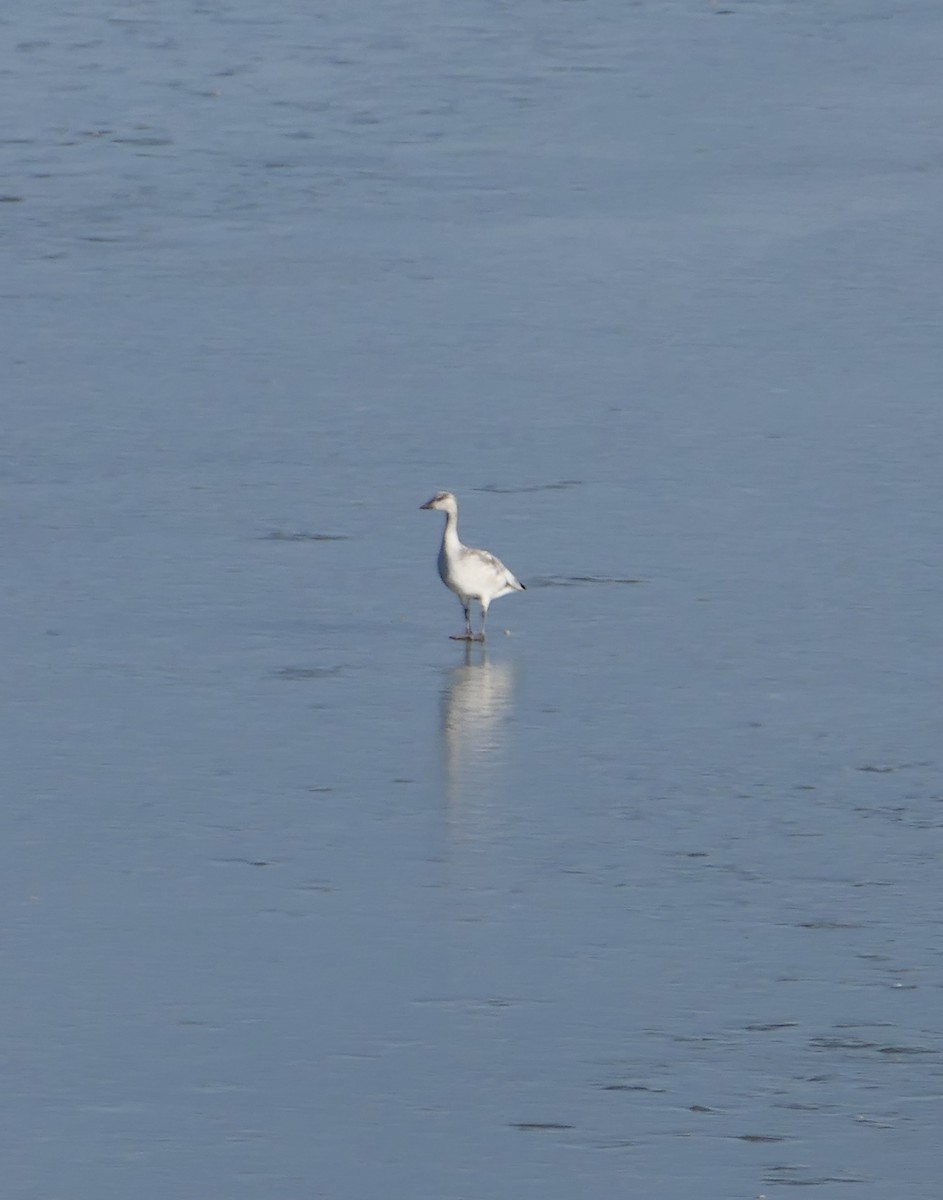 Snow Goose - ML611546950