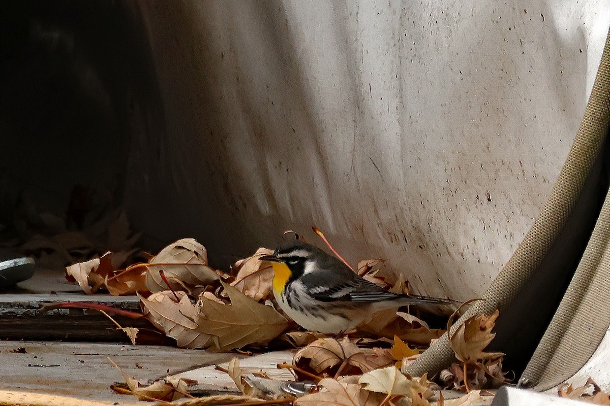 Yellow-throated Warbler - ML611547053