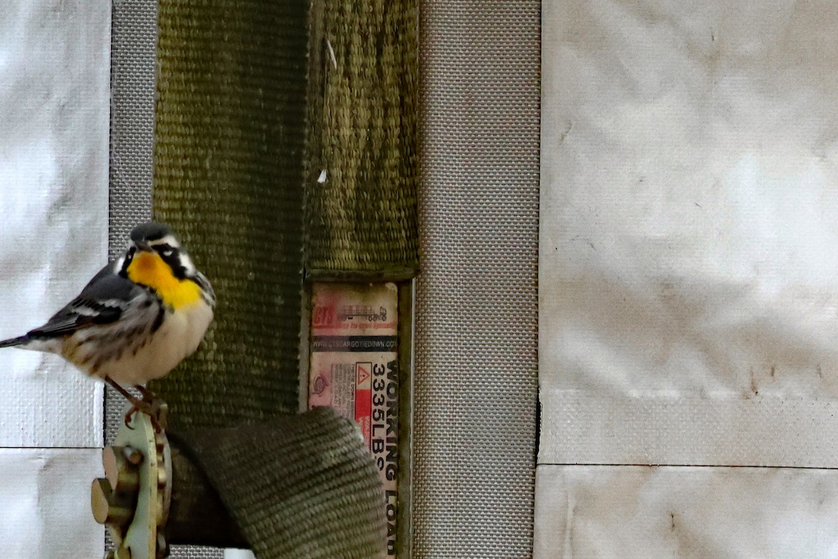 Yellow-throated Warbler - ML611547087