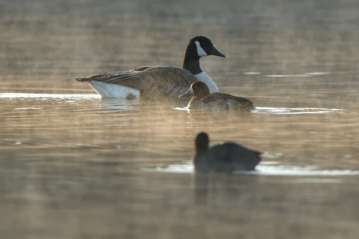 Greater Scaup - ML611547146