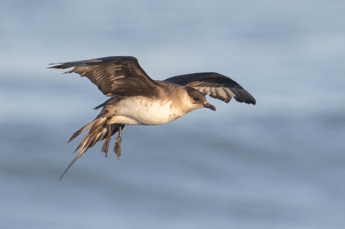 Parasitic Jaeger - Nancy Christensen