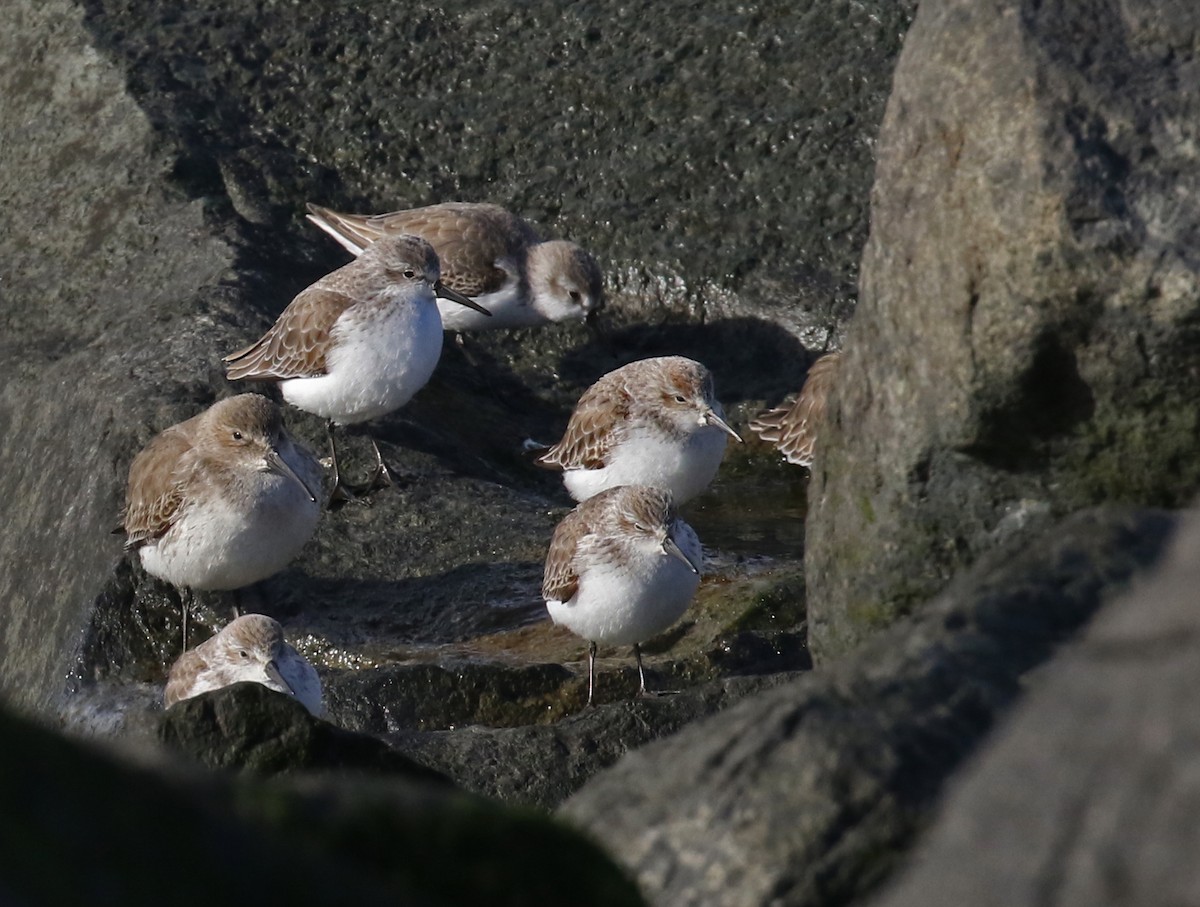 Bergstrandläufer - ML611547275