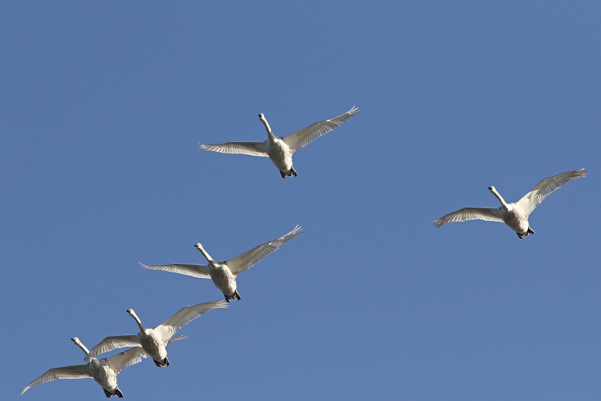 Whooper Swan - Richard Bonser