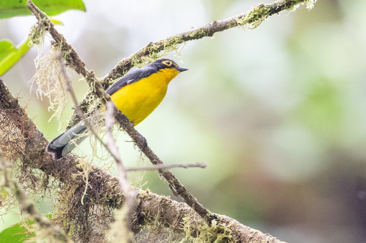 Spectacled Redstart - ML611547382