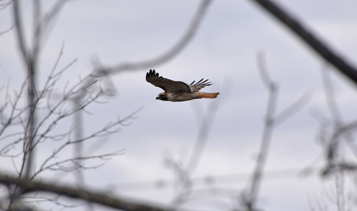 Red-tailed Hawk - ML611547462