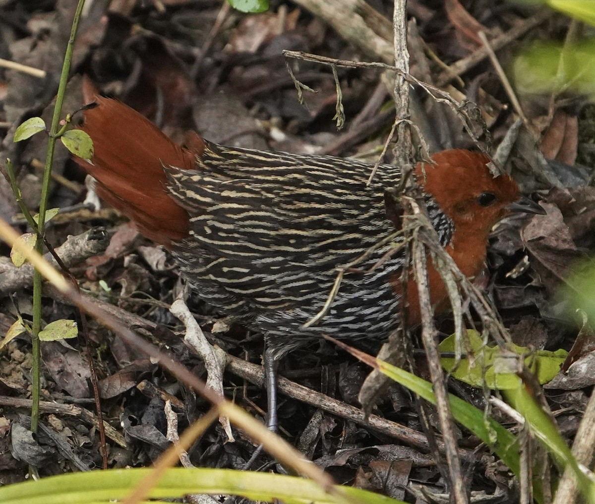 Madagascar Flufftail - ML611547552