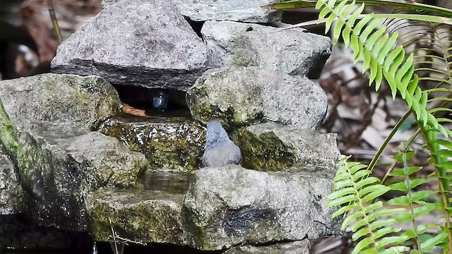 Tufted Titmouse - ML611547571