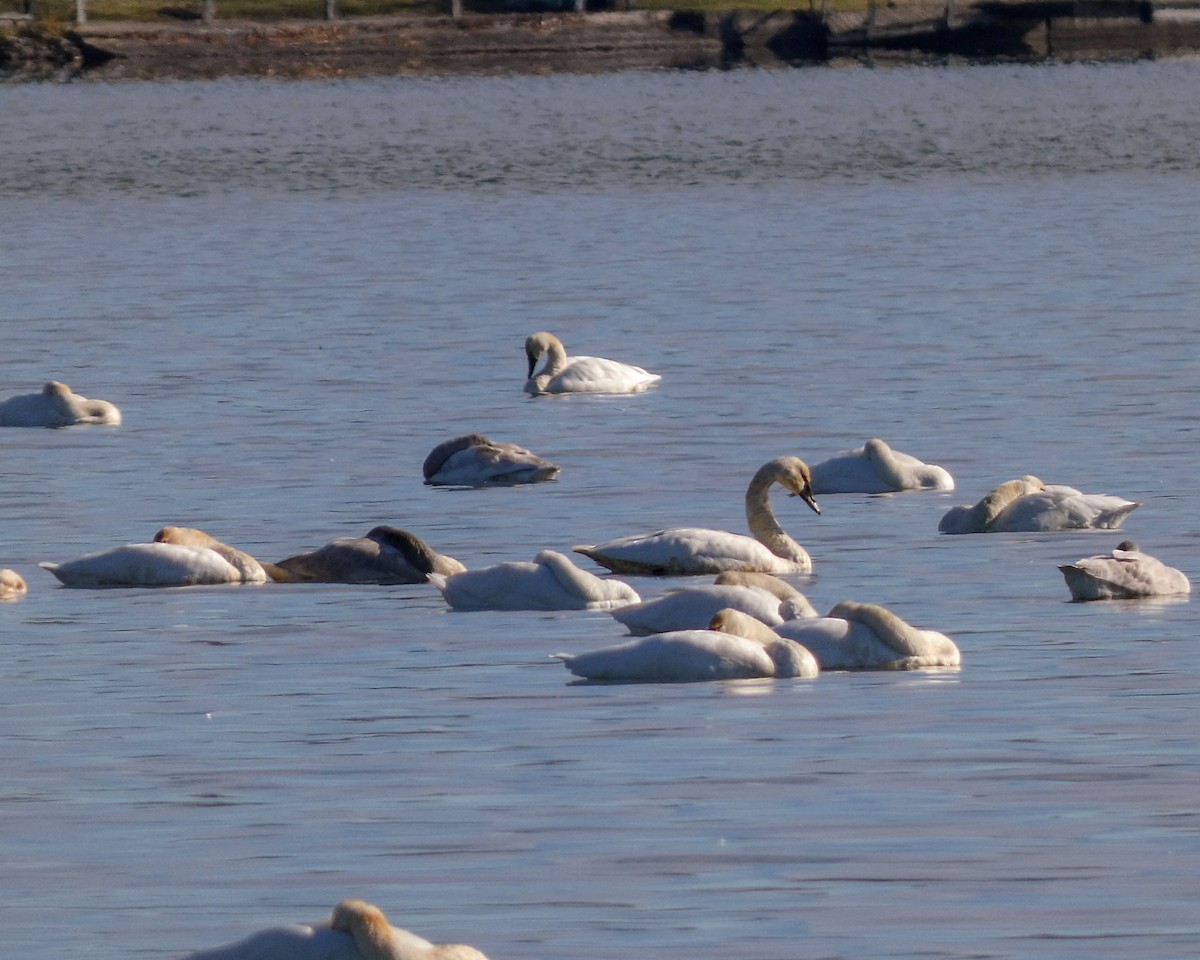 Tundra Swan - ML611547591