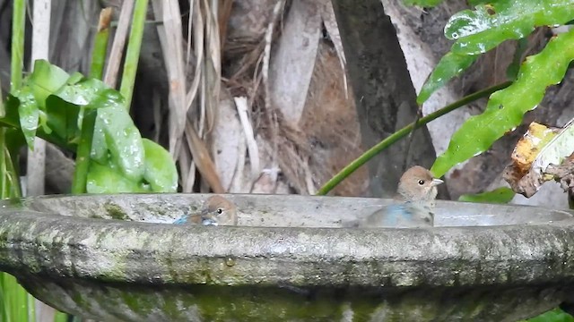 Indigo Bunting - ML611547603