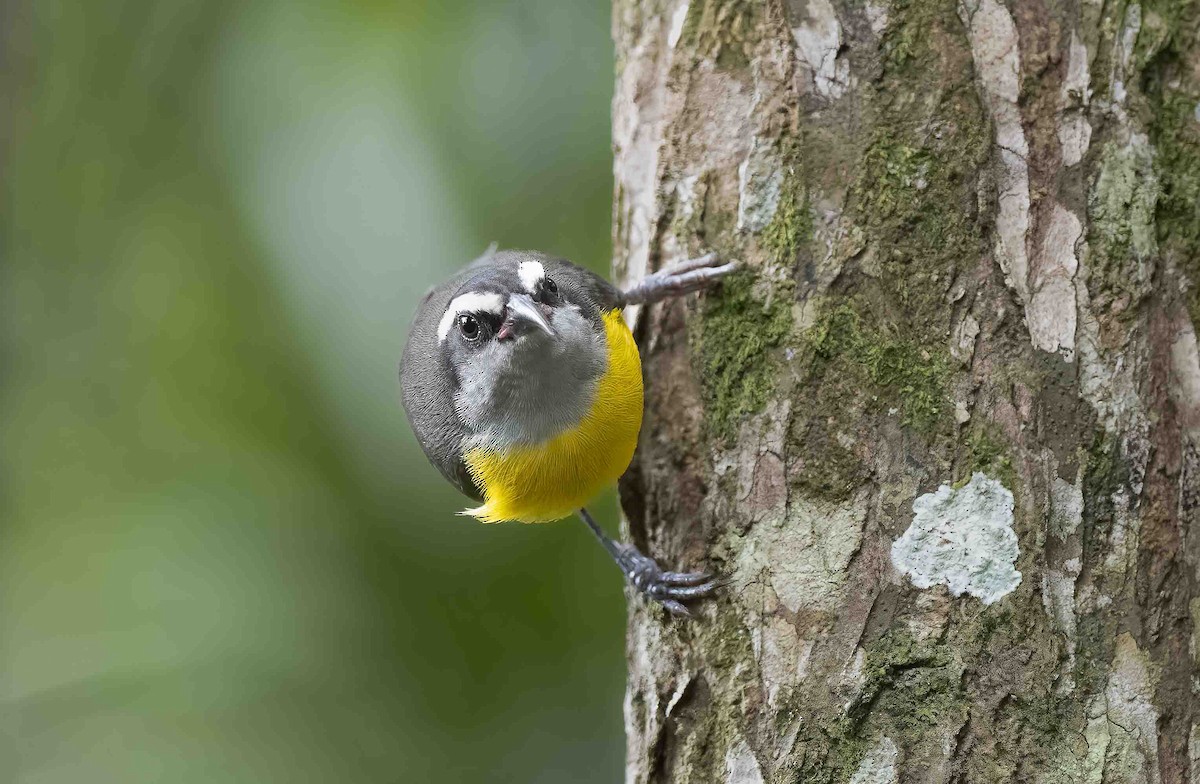 Bananaquit - Luis R Figueroa