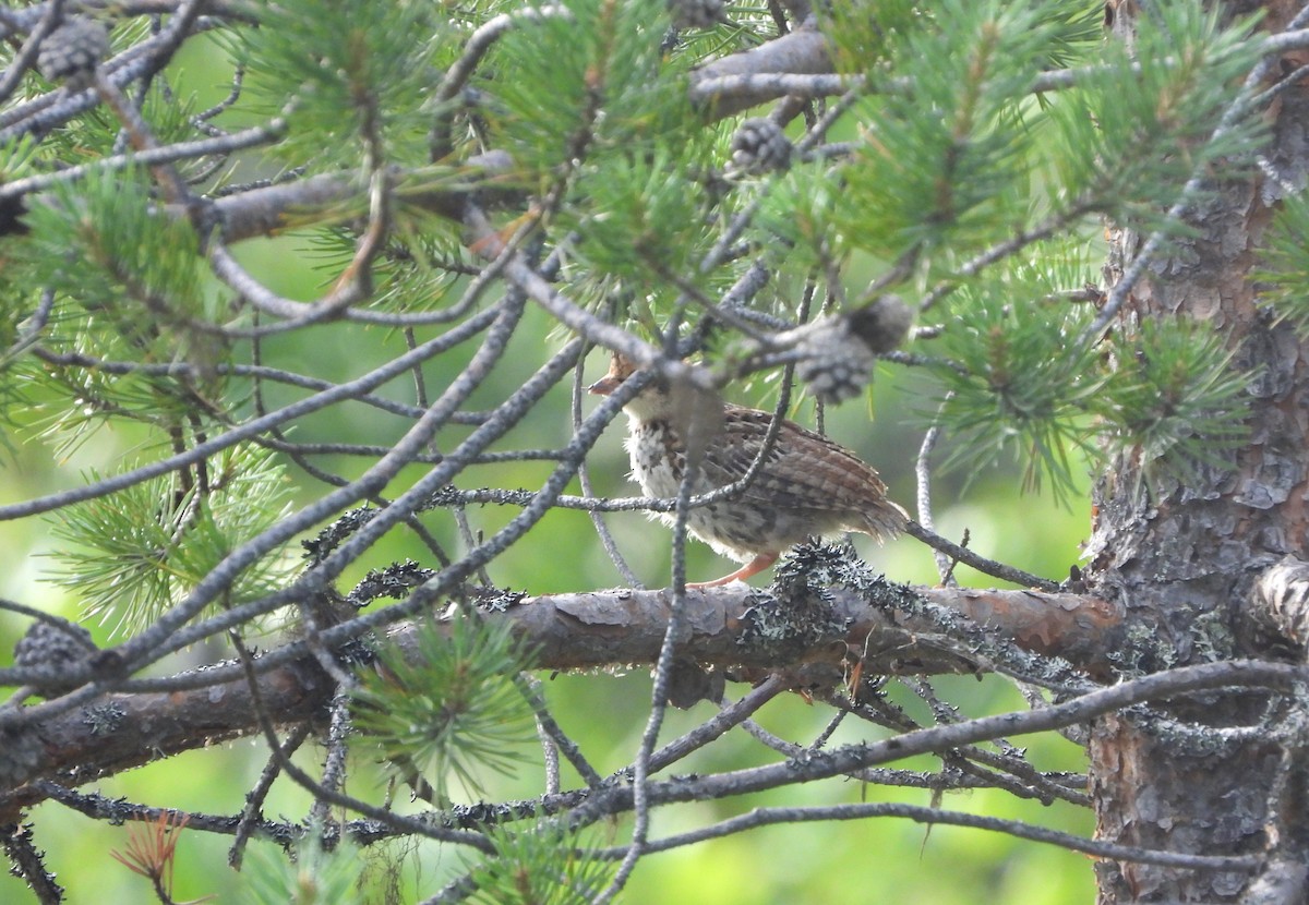 Hazel Grouse - ML611547649