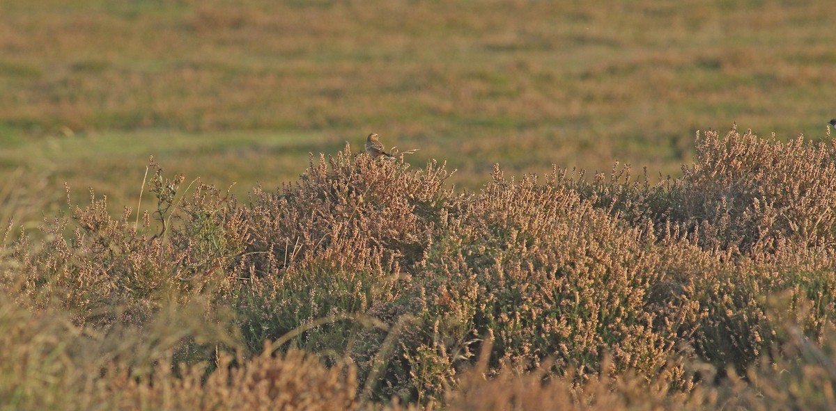 European Stonechat - ML611547685