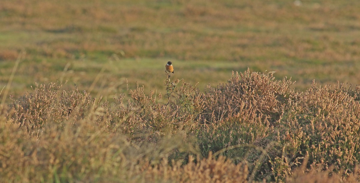 European Stonechat - ML611547692