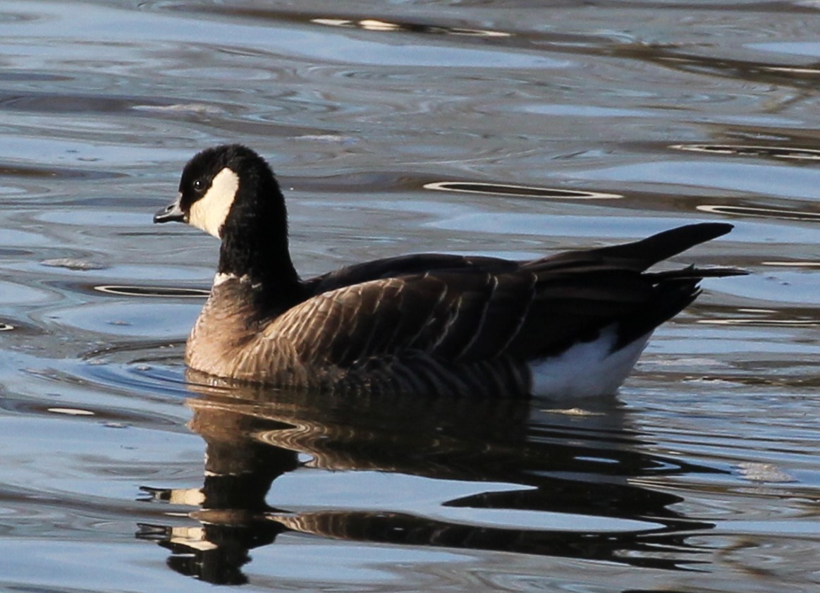 Cackling Goose - ML611547744