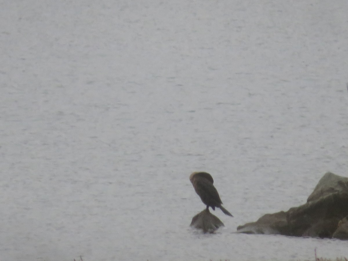 Double-crested Cormorant - ML611547764