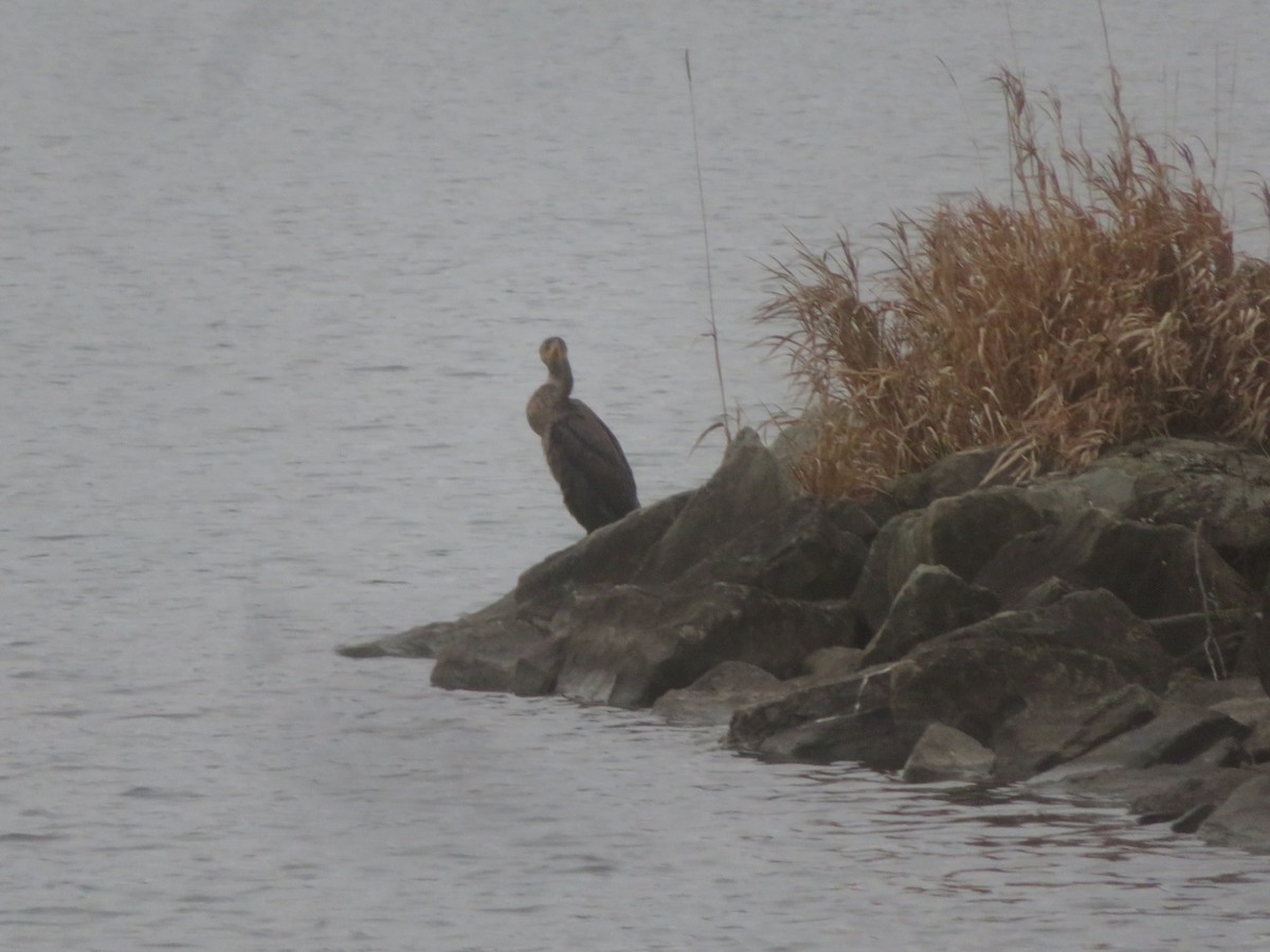 Double-crested Cormorant - William Kuk