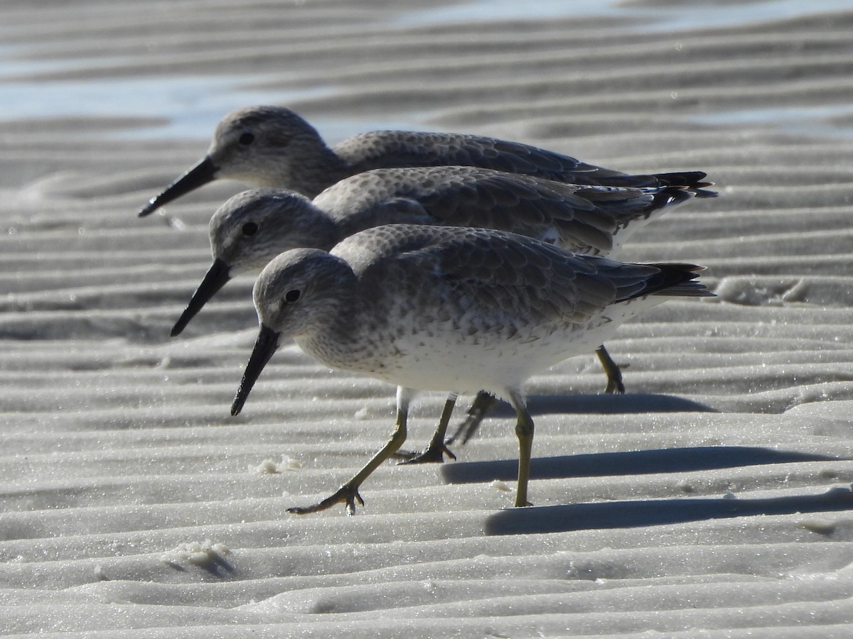 Red Knot - ML611547774