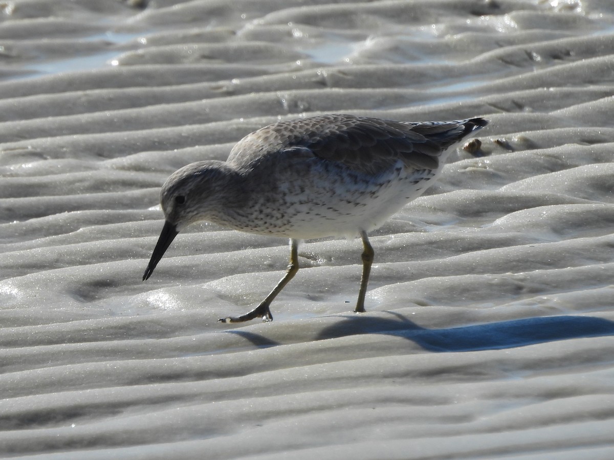 Red Knot - ML611547784