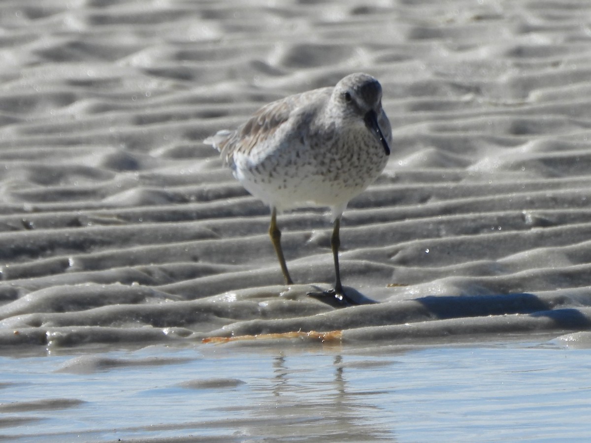 Red Knot - ML611547792