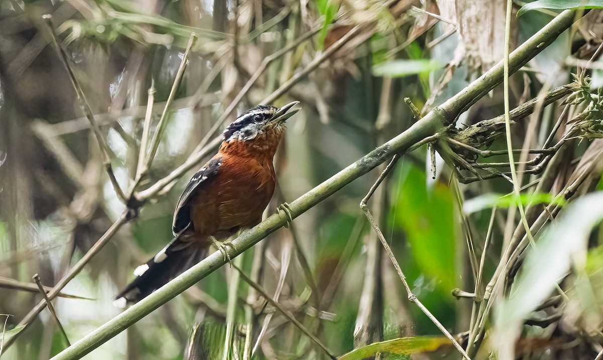 Bertoni's Antbird - Luis R Figueroa