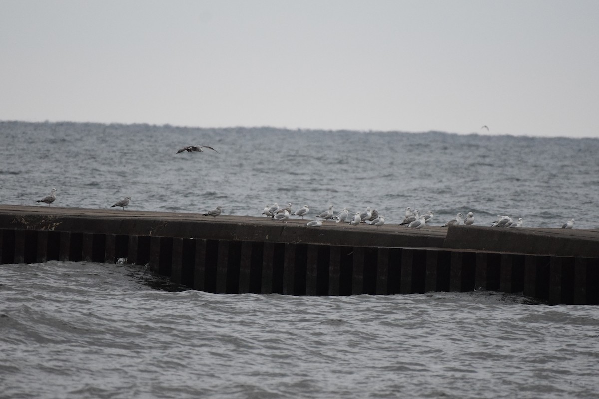 Ring-billed Gull - ML611547941