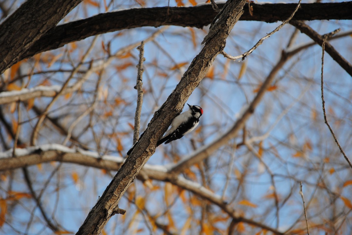 Downy Woodpecker - ML611547947